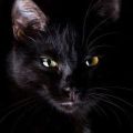 Black Cat