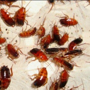 В моей голове