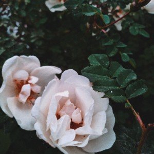 Черная весна