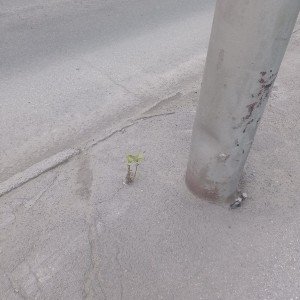 Моральная агрессия. Вопреки( посвящается Янке Дягилевой и Егору Летову, муз.и ст. Евгений Медведев))