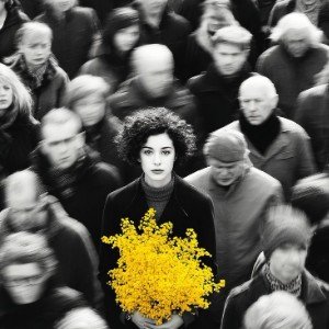 Ветки мимозы