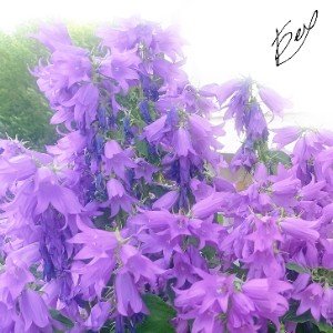 Сердце знает