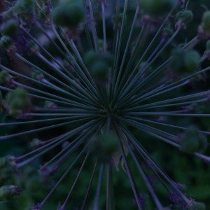 Множество Мандельброта