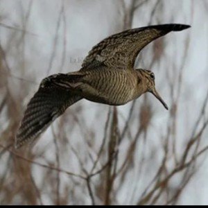 Вальдшнеп (лесной Кулик)