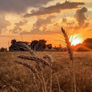 Седая полынь