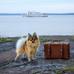 🚂Чемоданное настроение