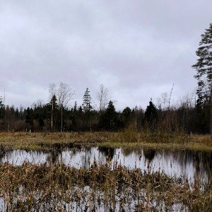 Покорность (акустикблюз) (сл. Н.Гумилёв, feat Контора КиД)