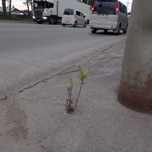 Вопреки(муз.и ст. Медведев Евгений)
