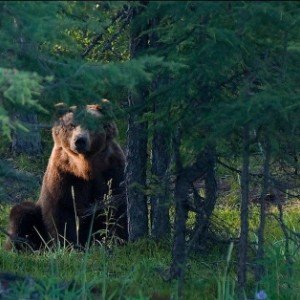 Мастер медвежьих услуг (Edit)