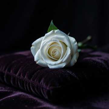 Ольге, моей жене