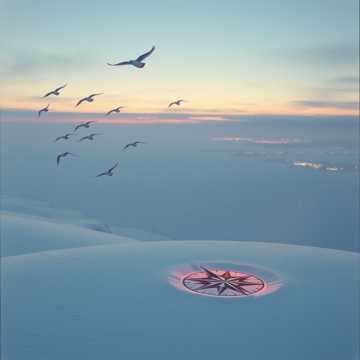 перелетные птицы