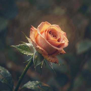 В первый раз ( С.Есенин)