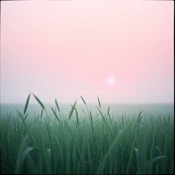 Трава до горизонта