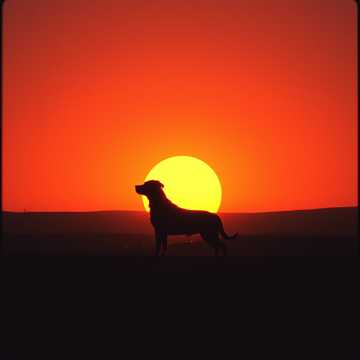 Собака кусака