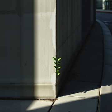 Сквозь Асфальт