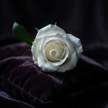 Ольге, моей жене