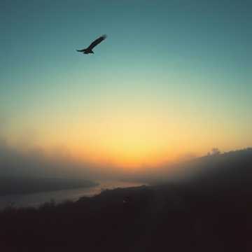 Одинокий орёл