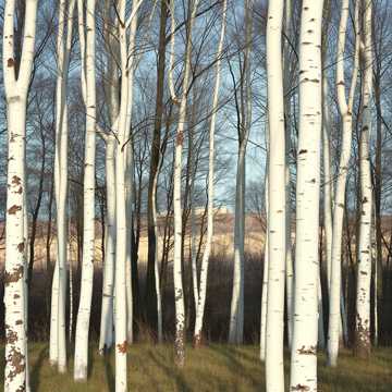 У берёз (сл. Сергея Скрубунова)