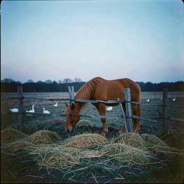 Лошадка (Sukachev style)