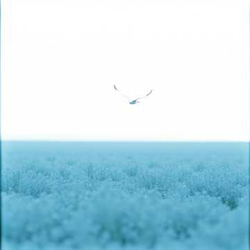 Птица белая.