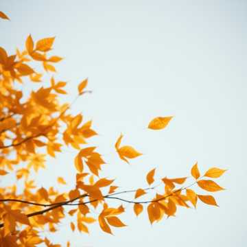 IIVANOV  В осенний день