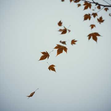 Печаль осенняя тонка