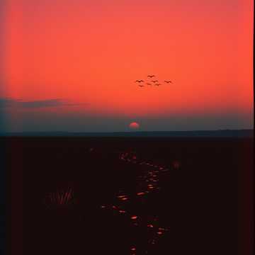 Корни и небо