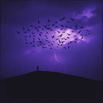 Сотни ворон