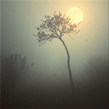 Сады цветут