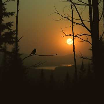 Соловушка ..