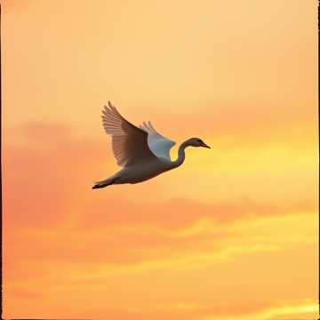 Лебединный полет