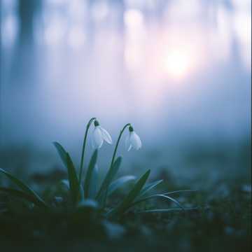 Подснежник