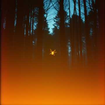 Запретный свет