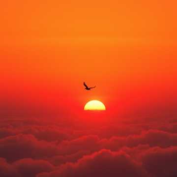 Что ощущает летящая птица (Edit) (Edit)