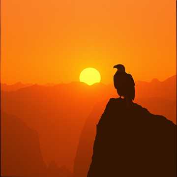 орел и солнце