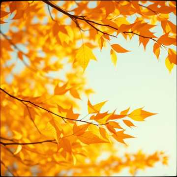 Золотая метель