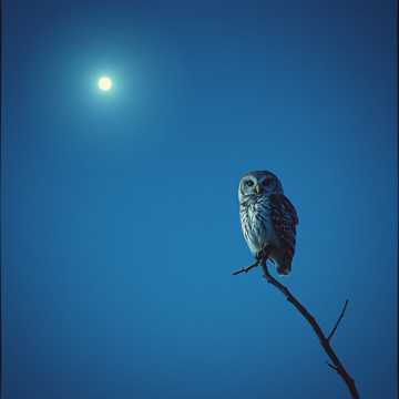 Вечерний блюз